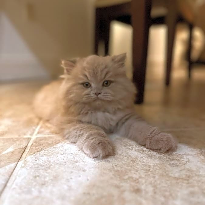 Photo of Macho