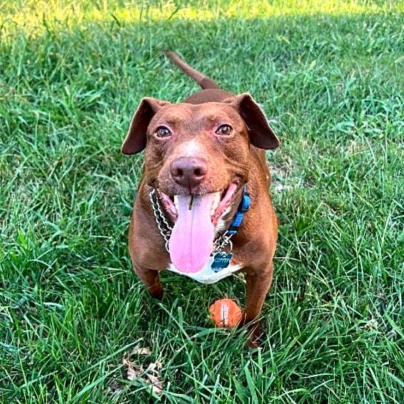 Photo of Copper