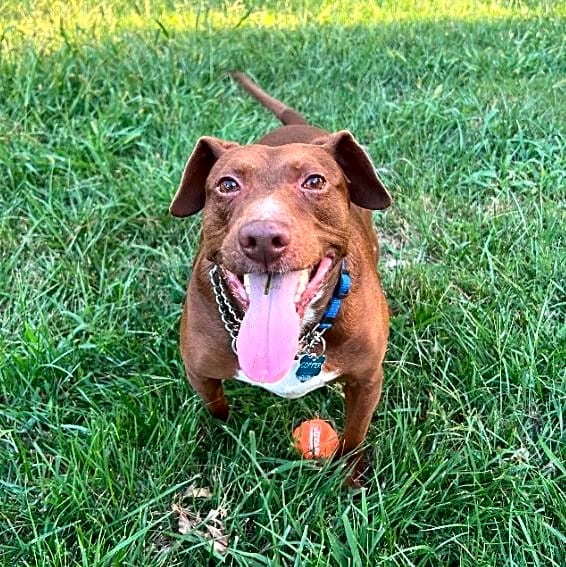 Photo of Copper