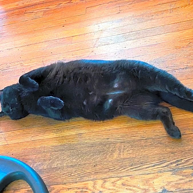 Photo of Prune