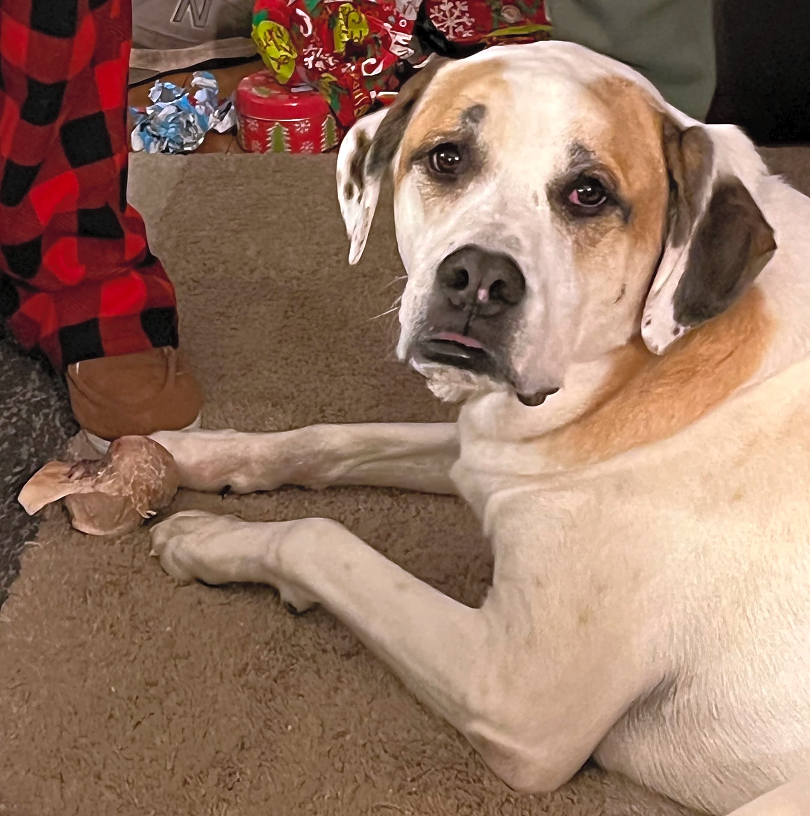 Photo of Harley