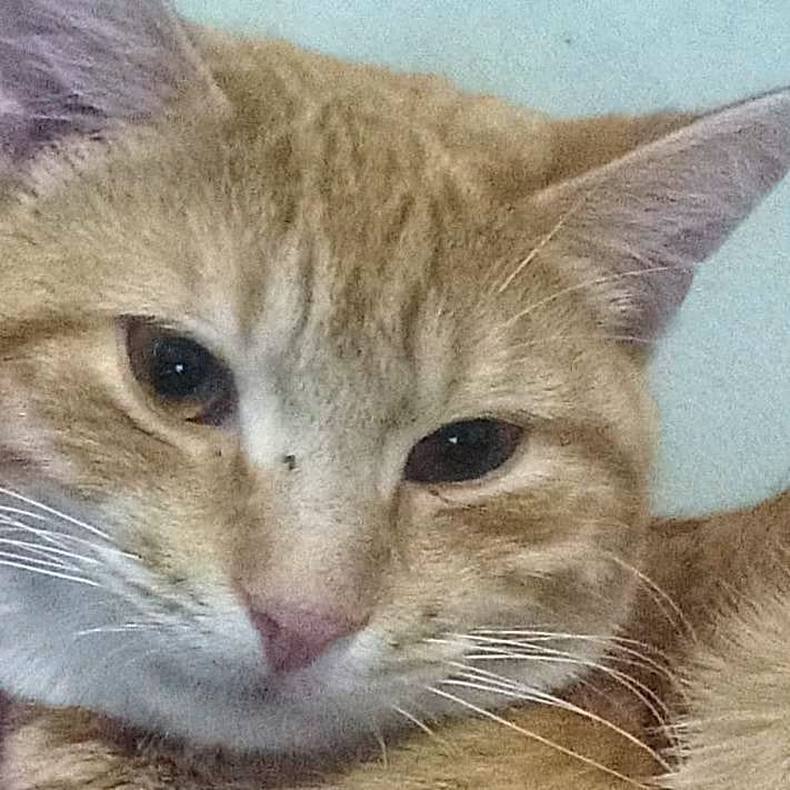 Photo of Dewey