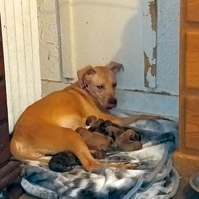 Photo of Nova