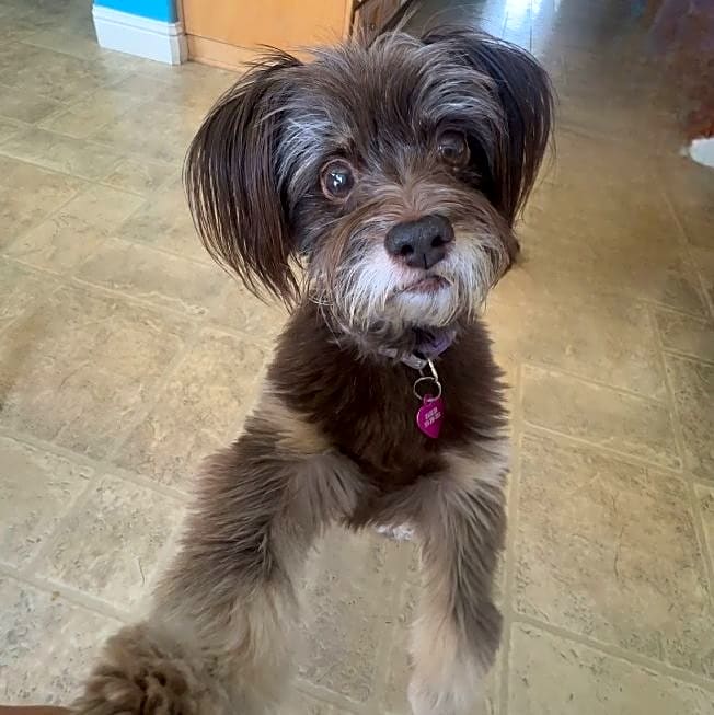 Photo of Kahlua