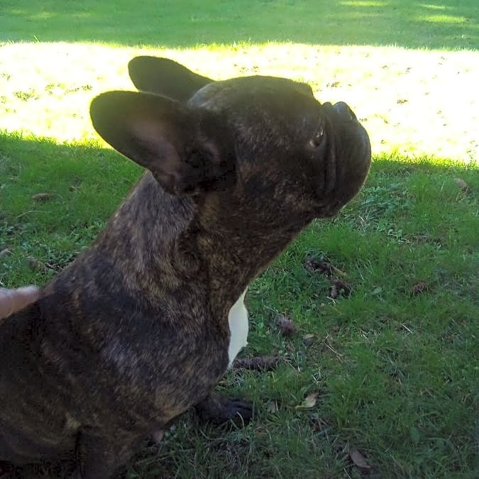 Photo of Raven
