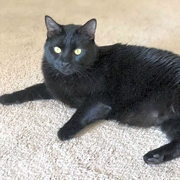 Photo of Salem