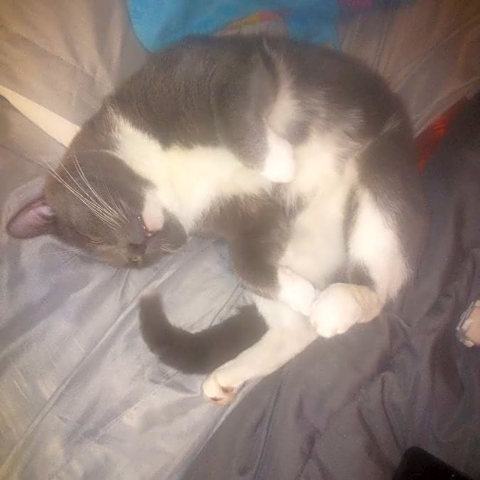 Photo of Gilbert