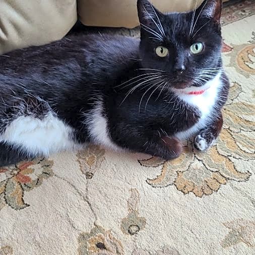 Photo of Layla