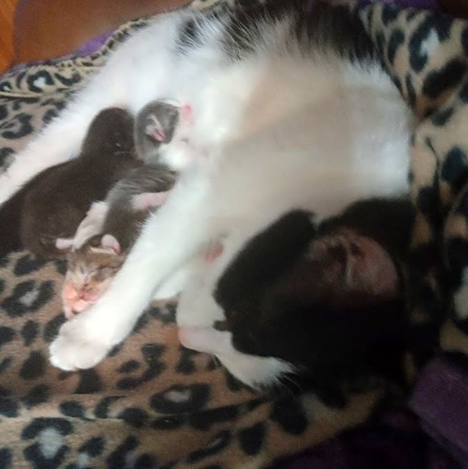 Photo of Moo