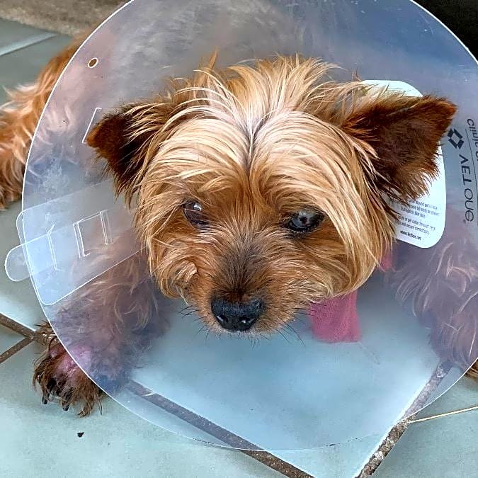 Photo of Pepper
