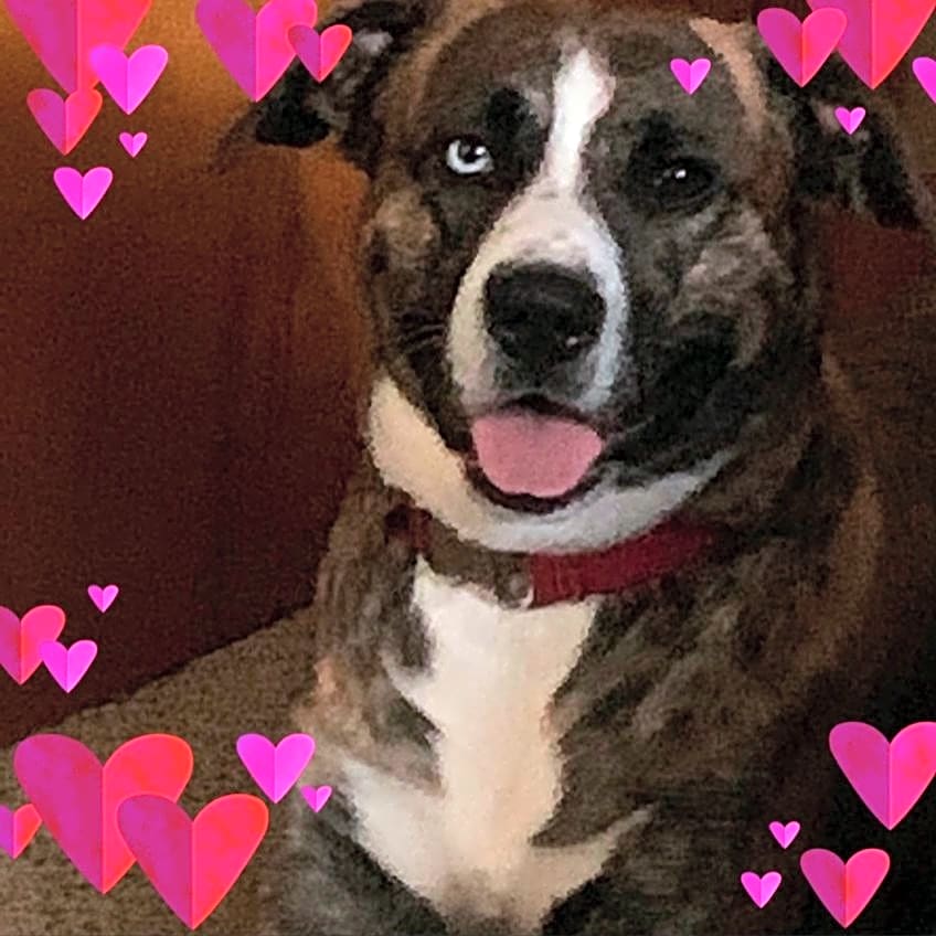 Photo of Bentlee