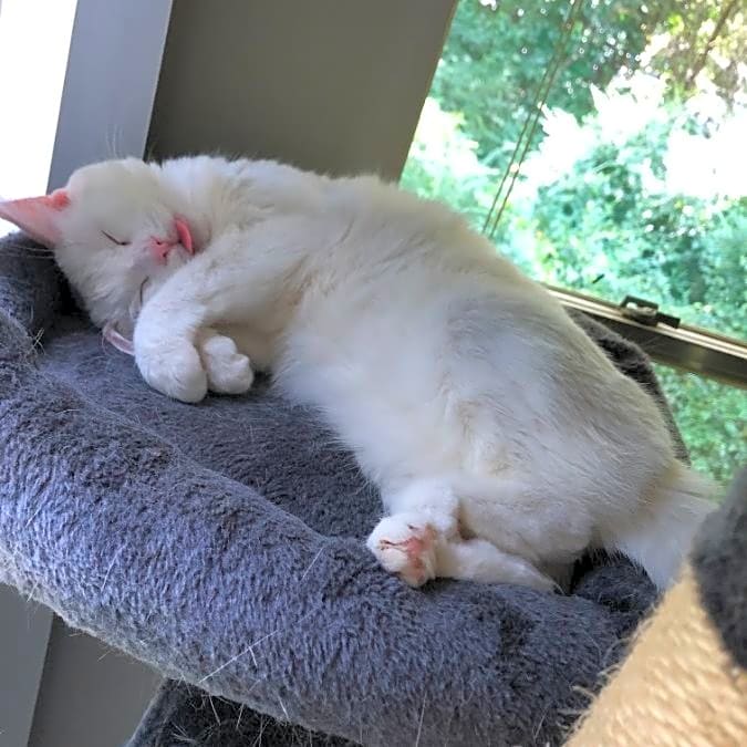 Photo of Lumi