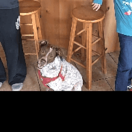 Photo of Brownie
