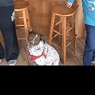 Photo of Brownie