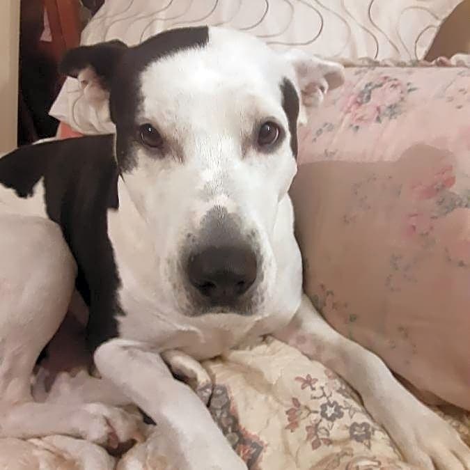 Photo of Blossom