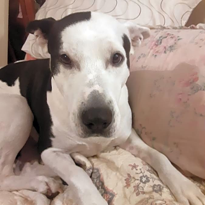 Photo of Blossom