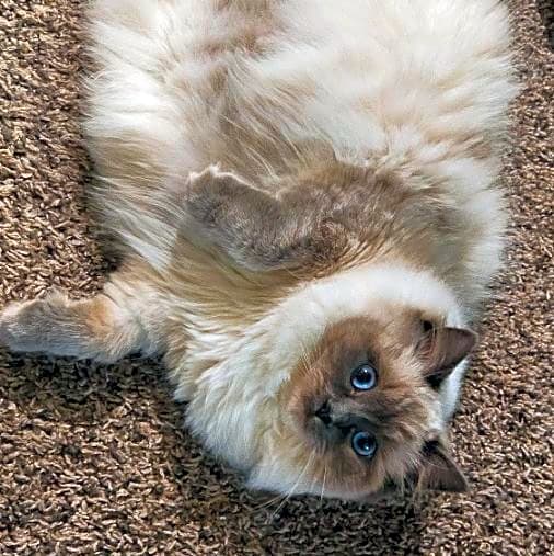 Photo of Honey