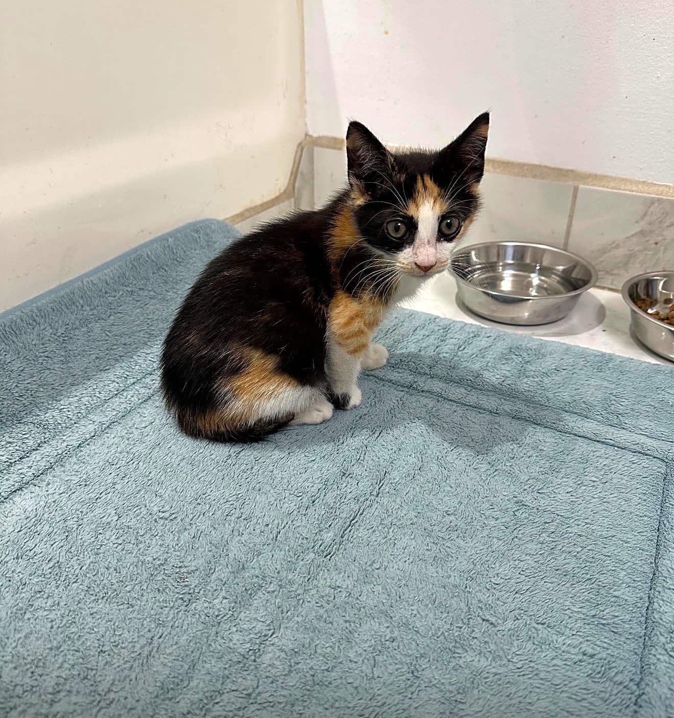 Photo of Calypso