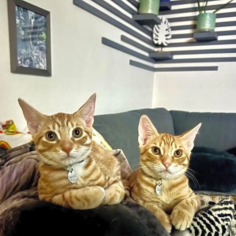Photo of Raja and Rambo