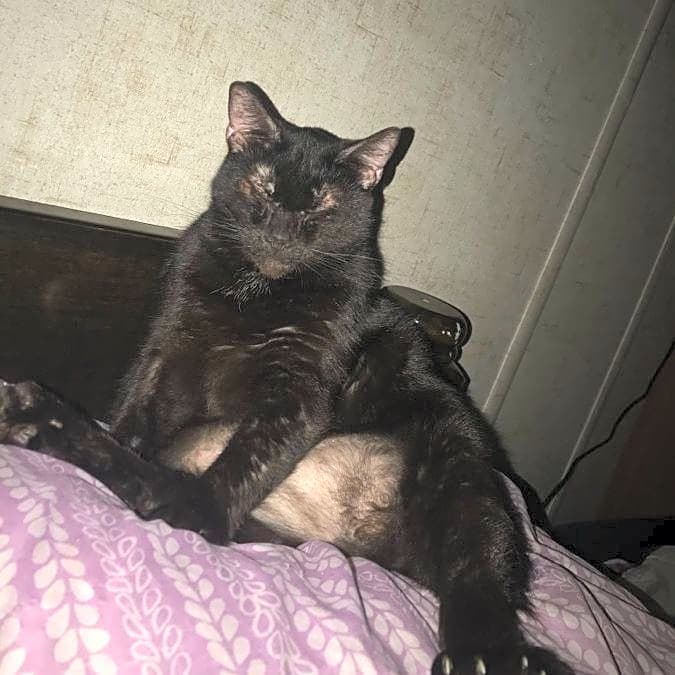 Photo of Mew