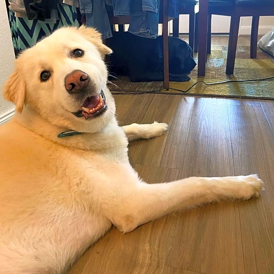 Photo of Diesel