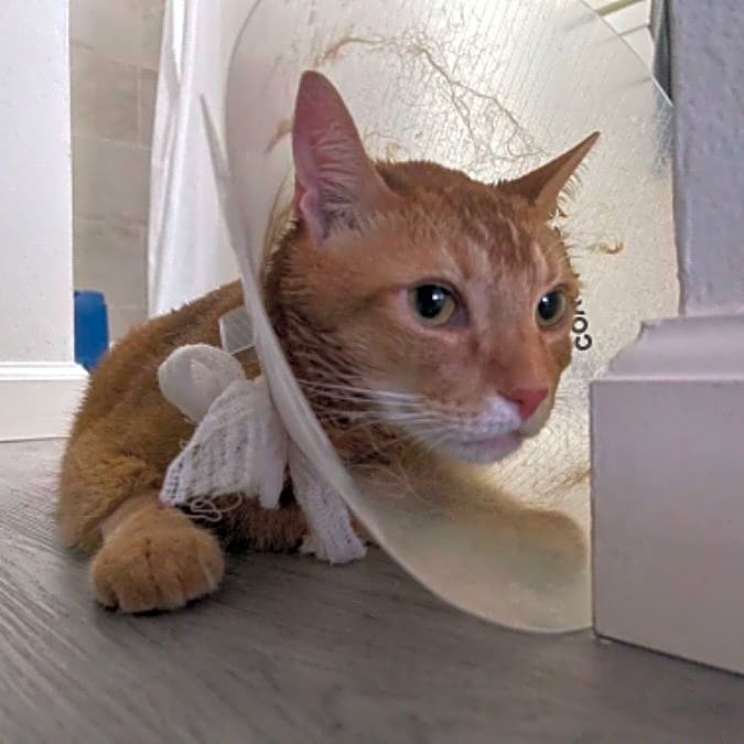 Photo of Sunny