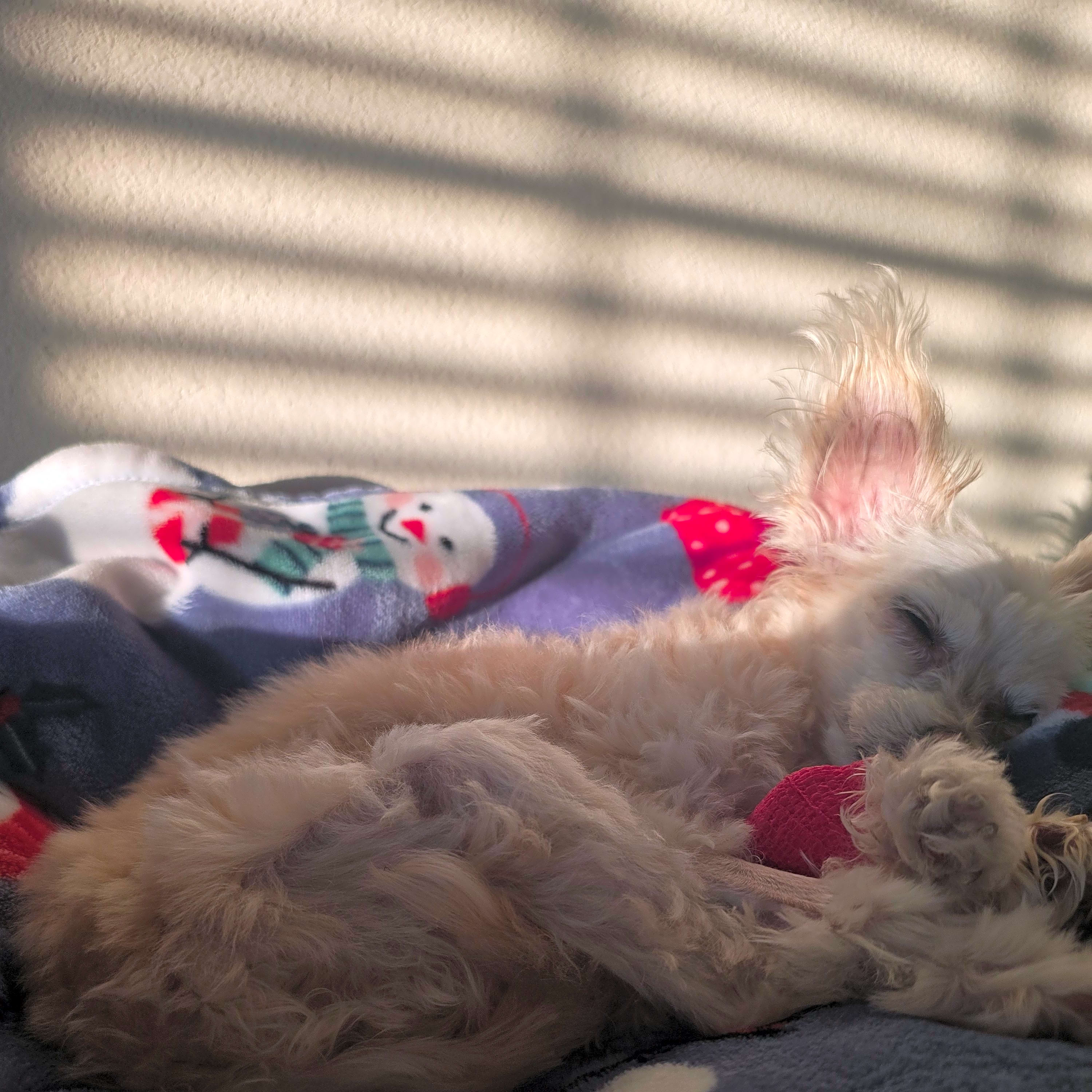 Photo of Cooper