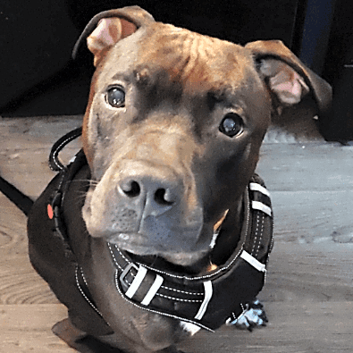 Photo of Enzo