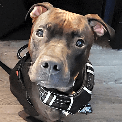 Photo of Enzo