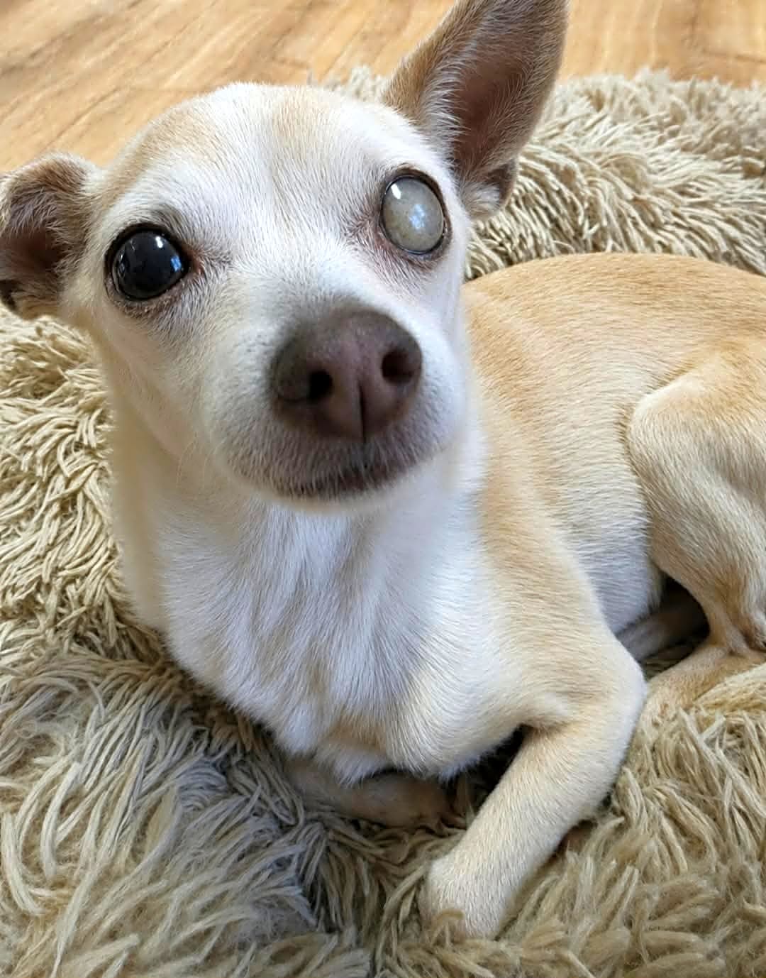 Photo of Wee Wee