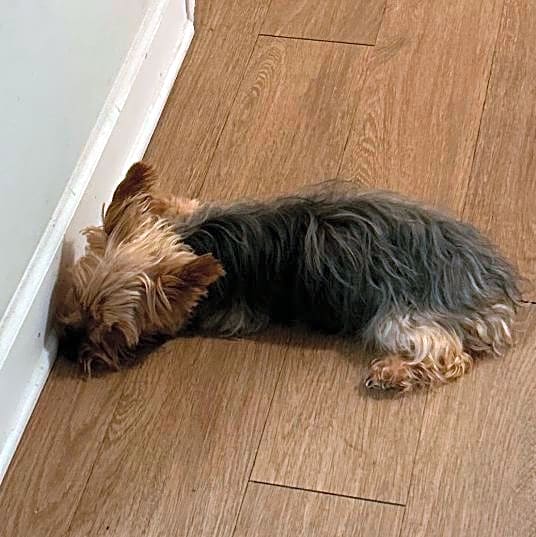 Photo of Bella