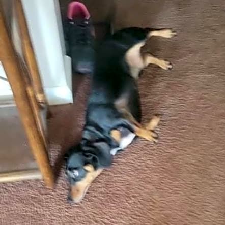 Photo of Dozer