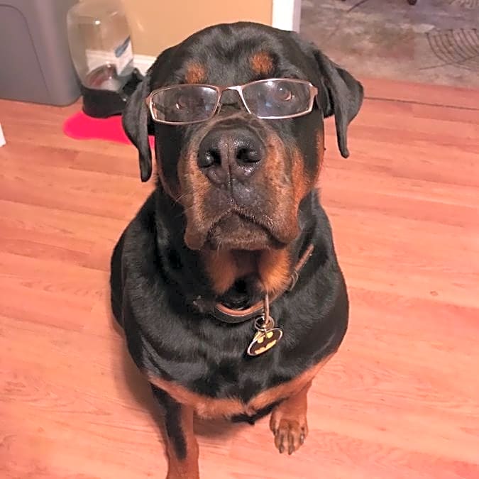 Photo of Xerxes
