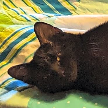Photo of Raj