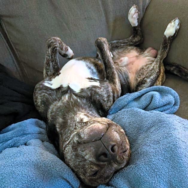 Photo of Tucker