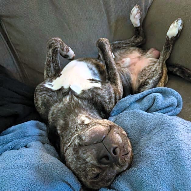 Photo of Tucker