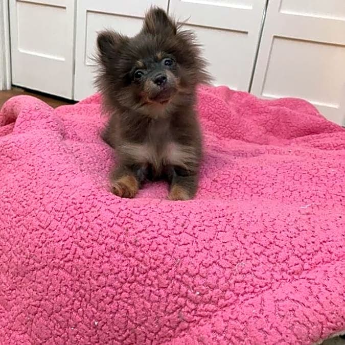 Photo of Kookie