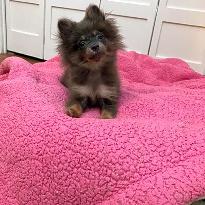 Photo of Kookie