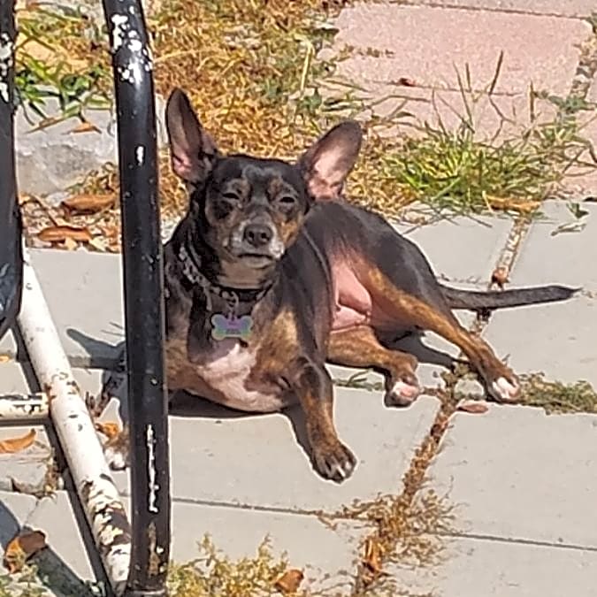 Photo of Bella