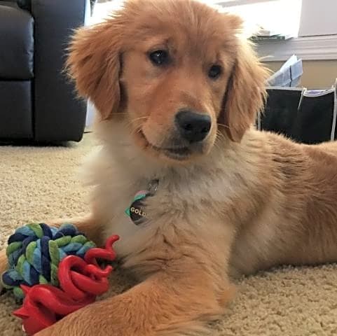 Photo of Gracie