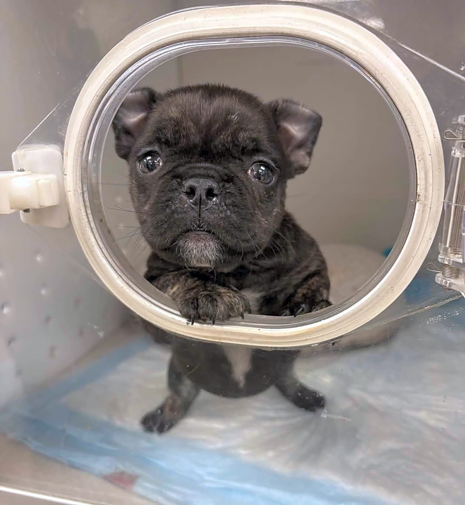 Photo of Peanut