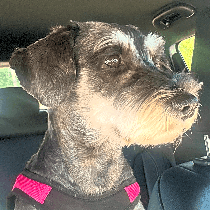 Photo of Luna