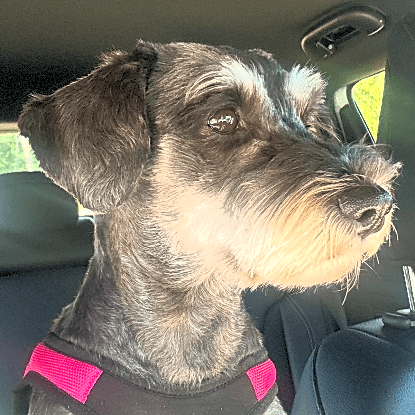 Photo of Luna