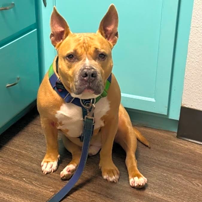 Photo of Archie