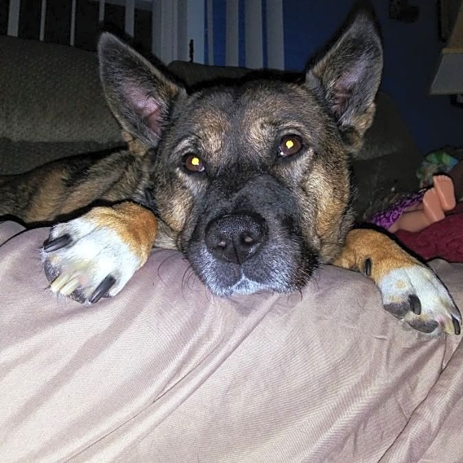 Photo of Rascal