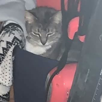 Photo of Georgie