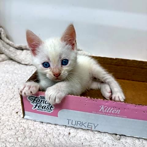 Photo of 60 cats and kittens