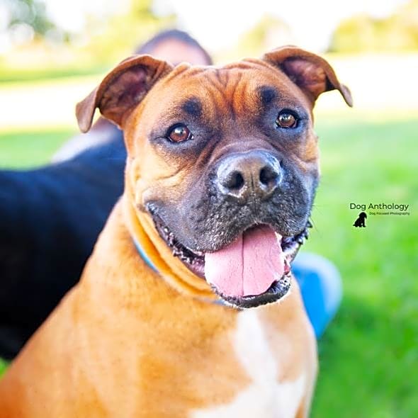 Photo of Bruno