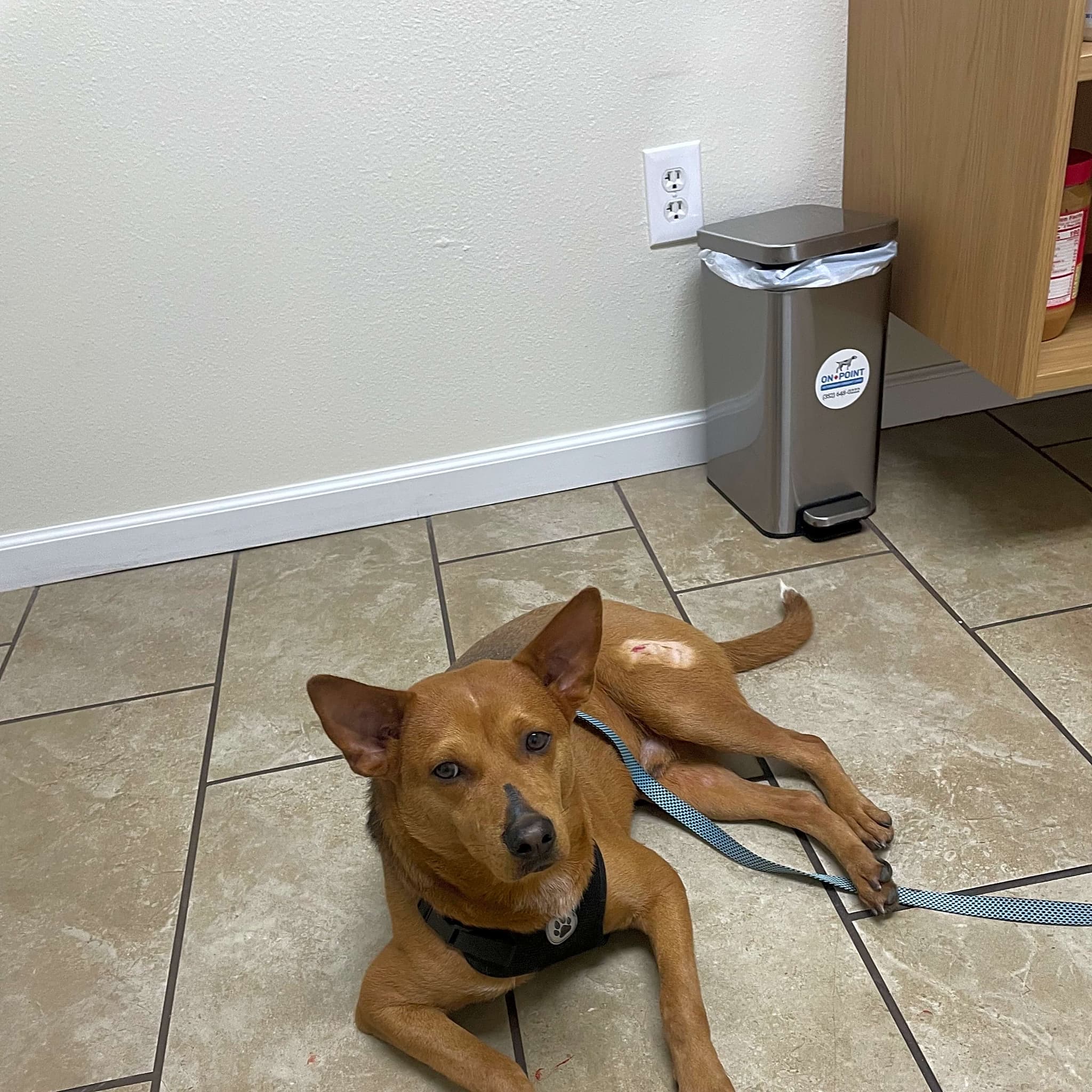 Photo of Scar