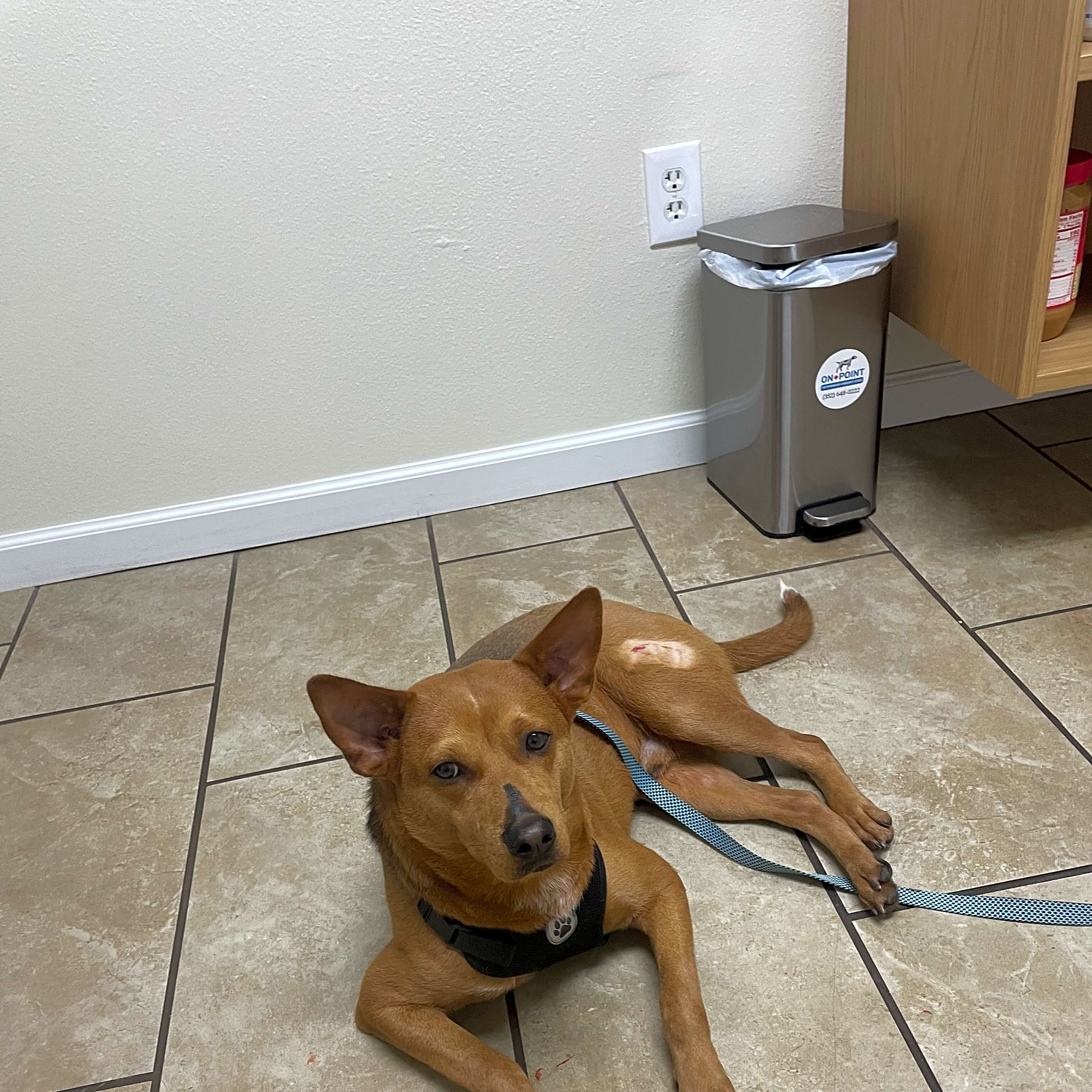 Photo of Scar